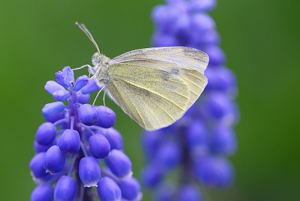klein koolwitje (Pieris rapae) 4-2018 3615